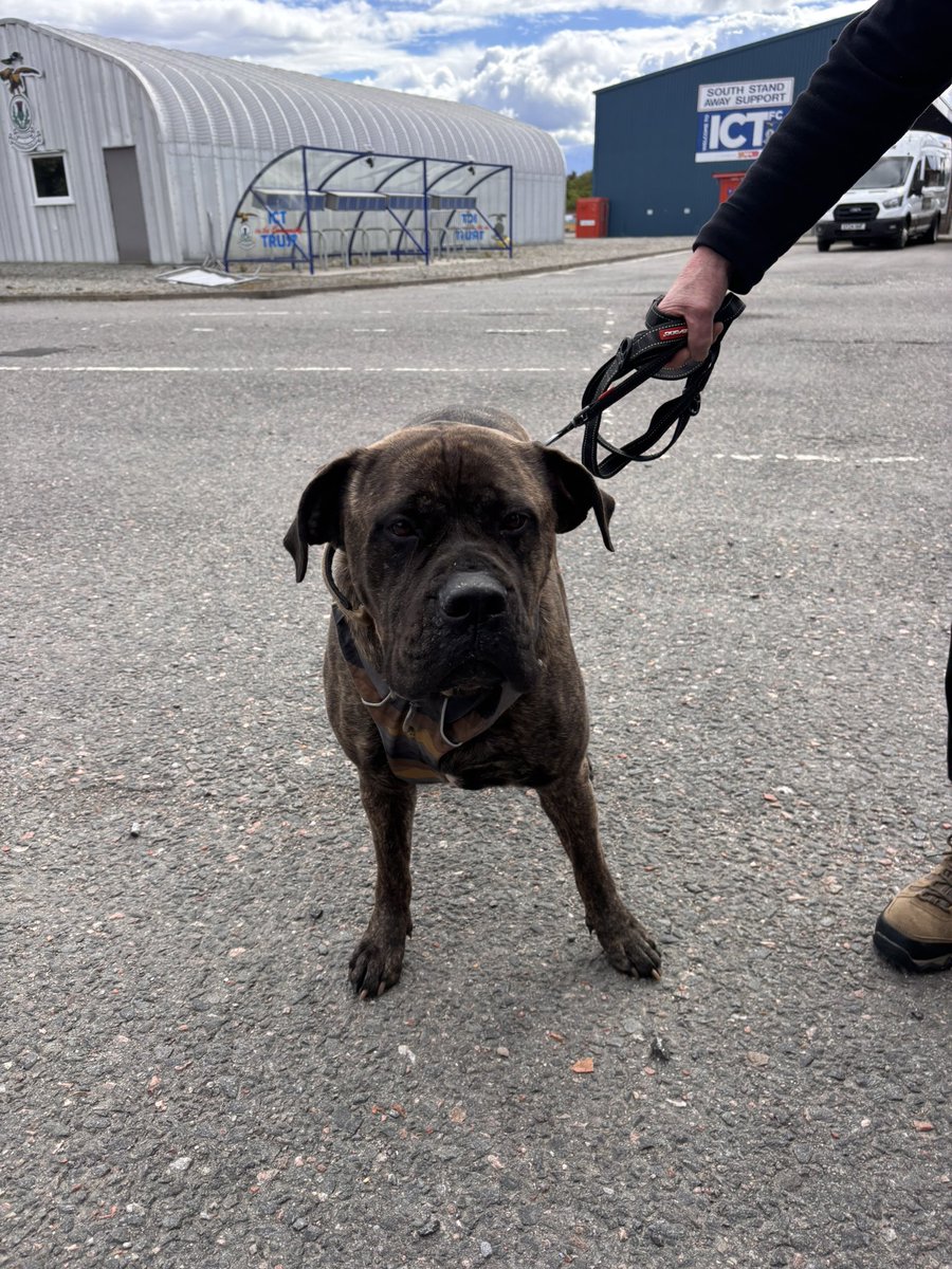 Help2Rehome Highlands & Islands tweet media