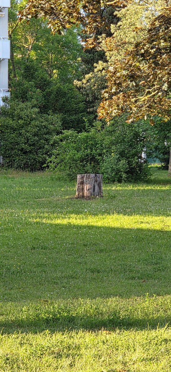 Symm's tweet photo. Hier stand mal DER Baum meiner Kindheit, hier hatte ich den ersten Arm gebrochen weil ich runter fiel.  Bin etwas traurig 😢 https://t.co/1MN3sMHgA8