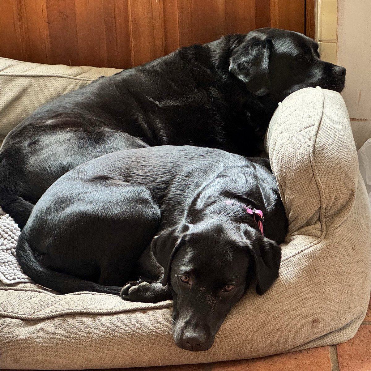 Jim and Olive🌈 Black Labs tweet media