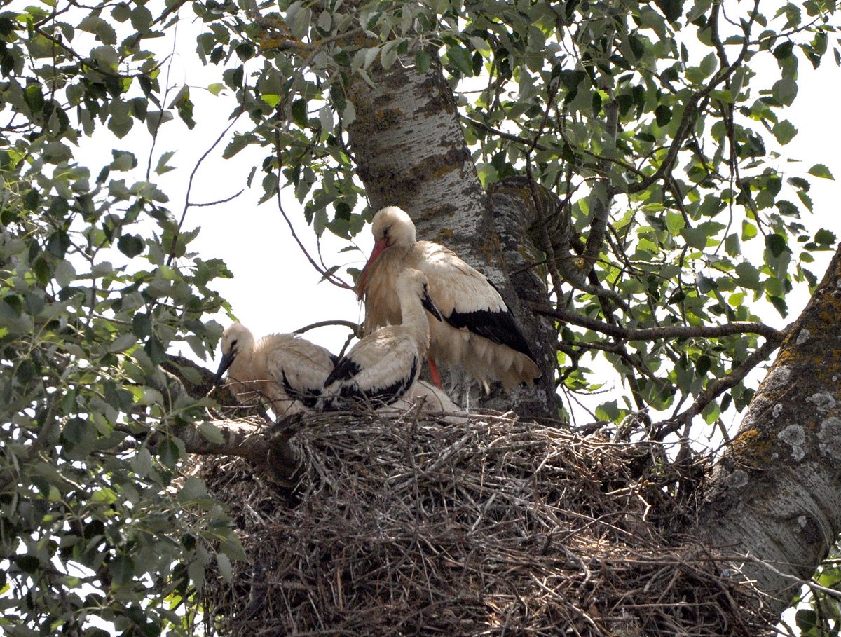 PDecimavilla's tweet photo. Ya se dejan ver los pollos de las cigus (Arroyo de la Encomienda/Valladolid). https://t.co/USoLu7IPFH