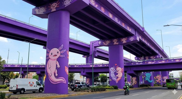 DiariodeMorelos's tweet photo. 🦎⚠️ El ajolote se ha convertido en símbolo de la Ciudad de México, pero su realidad es alarmante.

Especialistas de la UNAM advierten que, mientras su imagen aparece en murales, campañas oficiales e incluso como emblema rumbo al Mundial 2026, el ajolote de Xochimilco continúa en peligro crítico de extinción.

🌊 La contaminación del agua, el crecimiento urbano y la destrucción de su hábitat natural amenazan la supervivencia de esta especie única en el mundo.

🇲🇽 El ajolote no solo es un ícono mexicano, también es un recordatorio de la importancia de proteger nuestros ecosistemas.

💬 ¿Crees que se está haciendo lo correcto?
