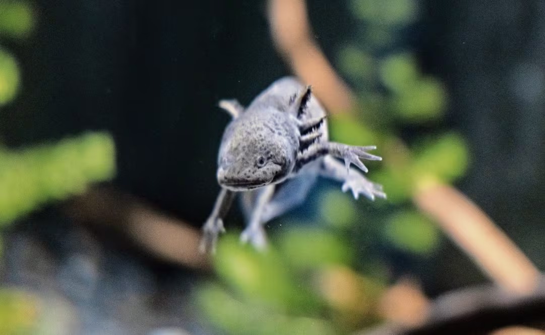 DiariodeMorelos's tweet photo. 🦎⚠️ El ajolote se ha convertido en símbolo de la Ciudad de México, pero su realidad es alarmante.

Especialistas de la UNAM advierten que, mientras su imagen aparece en murales, campañas oficiales e incluso como emblema rumbo al Mundial 2026, el ajolote de Xochimilco continúa en peligro crítico de extinción.

🌊 La contaminación del agua, el crecimiento urbano y la destrucción de su hábitat natural amenazan la supervivencia de esta especie única en el mundo.

🇲🇽 El ajolote no solo es un ícono mexicano, también es un recordatorio de la importancia de proteger nuestros ecosistemas.

💬 ¿Crees que se está haciendo lo correcto?