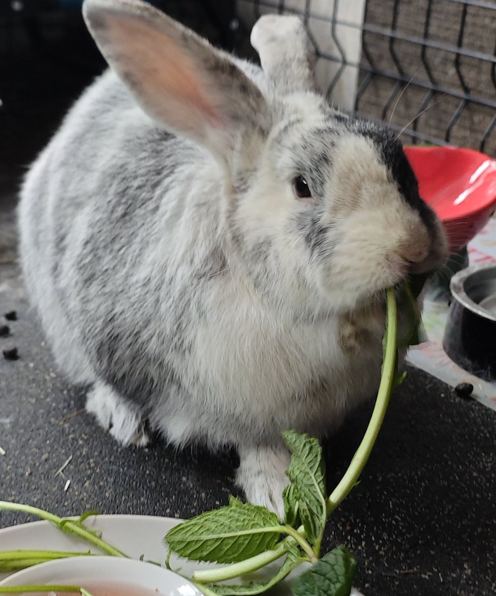 🔞BUNNY BARRY TRUTHER tweet media
