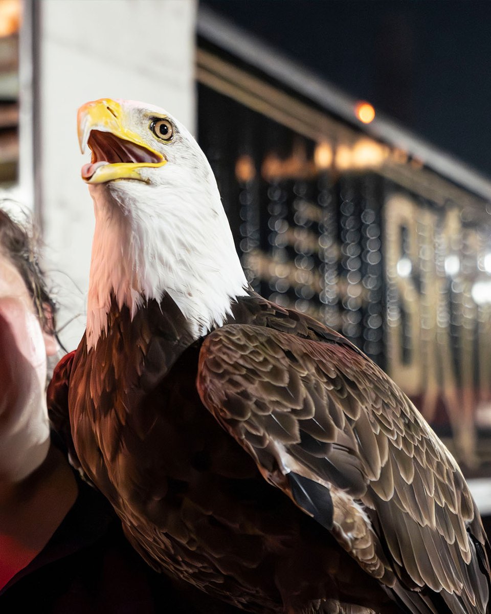 Budweiser tweet media