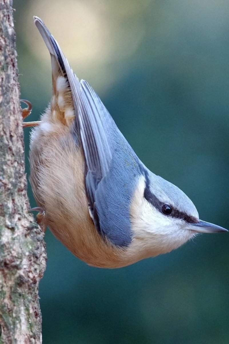 سوورین tweet media