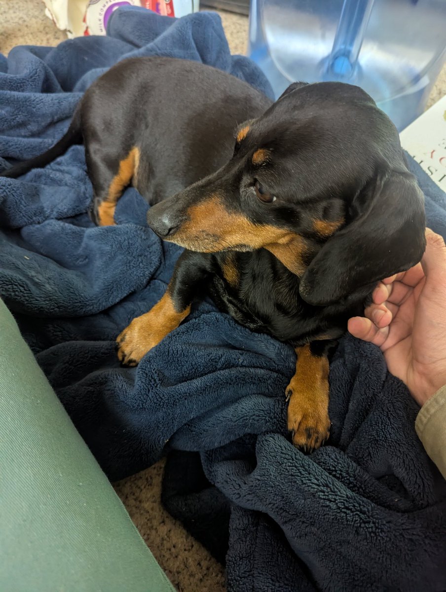FalconryFinance's tweet photo. MISSING IN THE DAVIS, CALIFORNIA AREA: Black and tan dachshund dog, 7 years old, goes by the name "Trouble." She is very scared and needs her sister. If you find her, please contact me through Twitter or email at berniegoldsmith@gmail.com https://t.co/Hp5TBgk7Hb