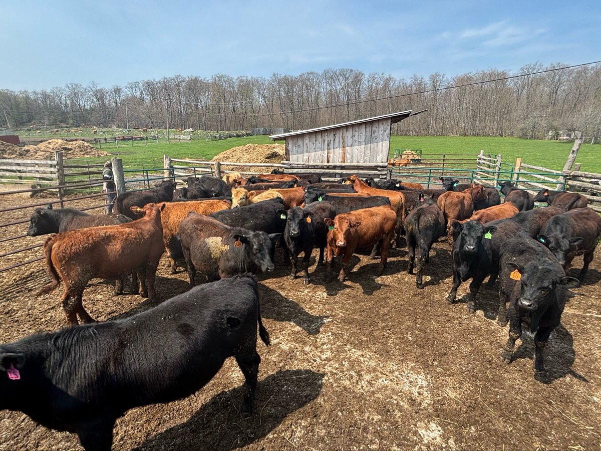 BruceOrford's tweet photo. A nice group of steers and a good bunch of heifers headed to Keady Livestock for tomorrow’s sale. These cattle should be ready to perform of grass. Healthy quiet cattle with no implants. https://t.co/R6b7l5mdt9