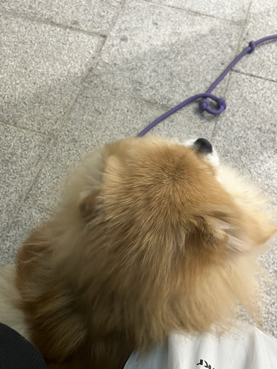 23kyeas's tweet photo. 자야하는데 잠이 안온다
강아지는 좋겠다 사람들이 다 예뻐해주고 귀여워해주니까 근데 진짜 너무 귀여워서 화난 거 다 풀림 ㅠㅠ ㅋㅋㅋ https://t.co/lS08IoSYiQ