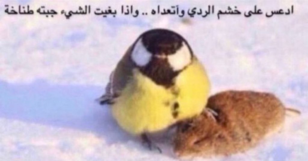 Y tweet media