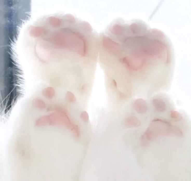 https_urluvyuki's tweet photo. ⠀:¨ ·.· ¨:⠀looking for a cute girl to spoil? (˶˃ ᵕ ˂˶) ⠀  
   `· .  I can be your personal sugar girl or findom <𝟑 .ᐟ  

✚ ₊⠀I can shower you with affection or just be your 
          money trash can

I also offer  other services~

#findom #finsub #sugargirl #feetseller https://t.co/Vnl848F6k0