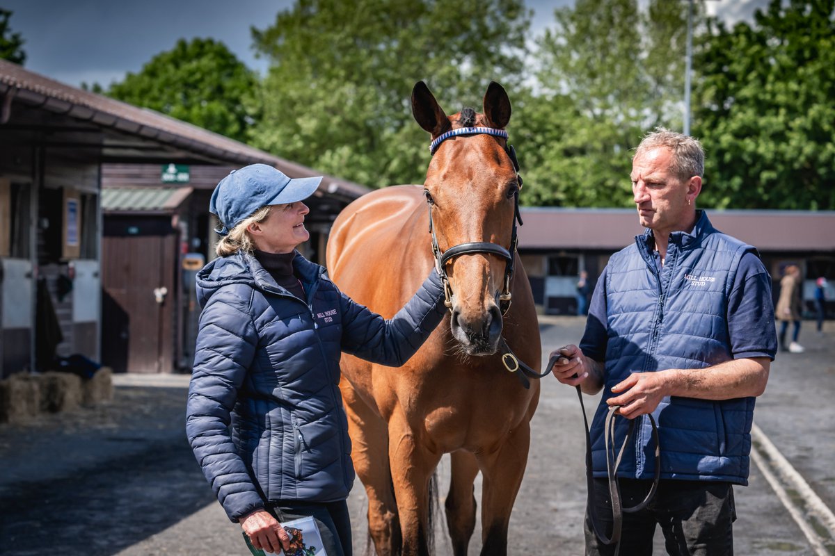 GoffsUK's tweet photo. Golden Horn gelding tops buoyant renewal of the Doncaster Spring Store Sale, with increases in turnover, average &amp; median. 

Read more: https://t.co/aEDvqMEYMr

#GoffsSpring | #SpringLoaded https://t.co/GDedSX9hxe