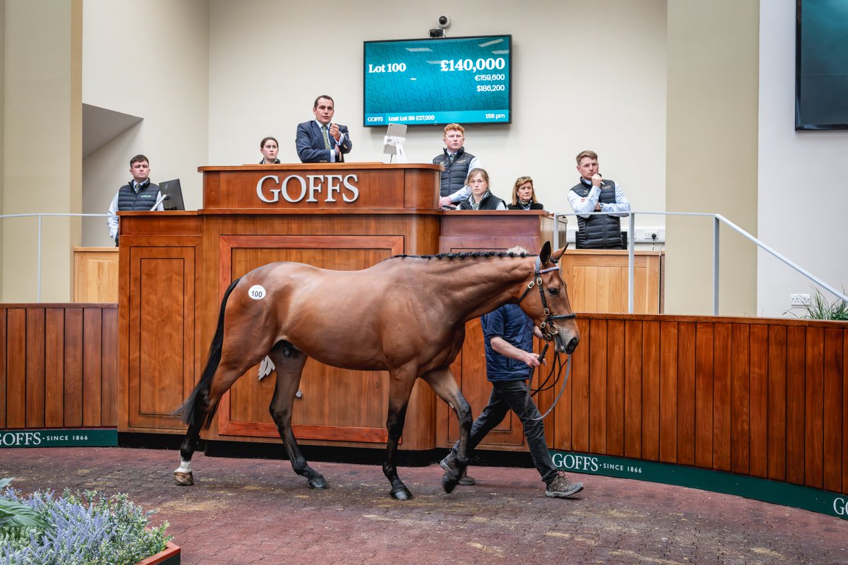 GoffsUK's tweet photo. Golden Horn gelding tops buoyant renewal of the Doncaster Spring Store Sale, with increases in turnover, average &amp; median. 

Read more: https://t.co/aEDvqMEYMr

#GoffsSpring | #SpringLoaded https://t.co/GDedSX9hxe
