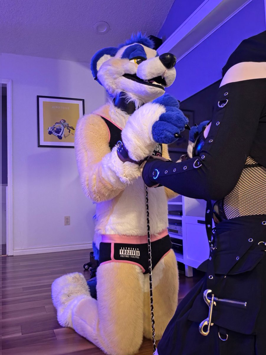 tigerthemurrkat's tweet photo. This is what happens when you get a subby meerkat on the end of your leash~ @cade_ad found out, who wants to try next? https://t.co/OO2R5tX1Av