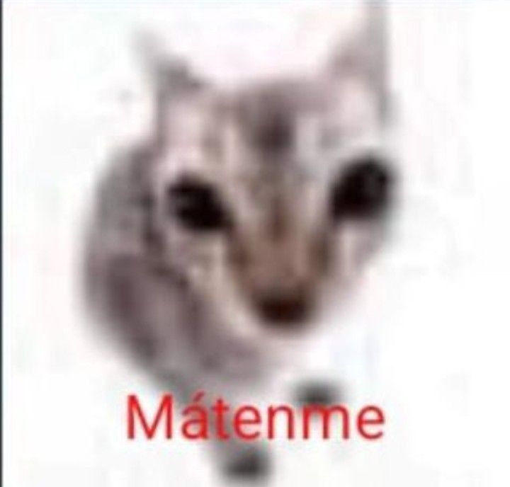 Bastian /ᐠ - ˕ -マ Ⳋ tweet media