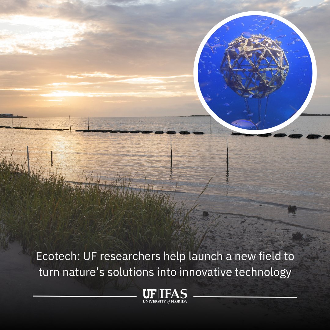 UF_IFAS's tweet photo. .@UF researchers at @NCBS_UF_IFAS are helping to introduce #ecotech—a proposed field using ecosystem principles to design technology.
Potential innovations: marine-friendly wind farms + smarter agriculture — and researchers say Florida could lead.
Read more 🔗https://t.co/oyq6Jqo3Je