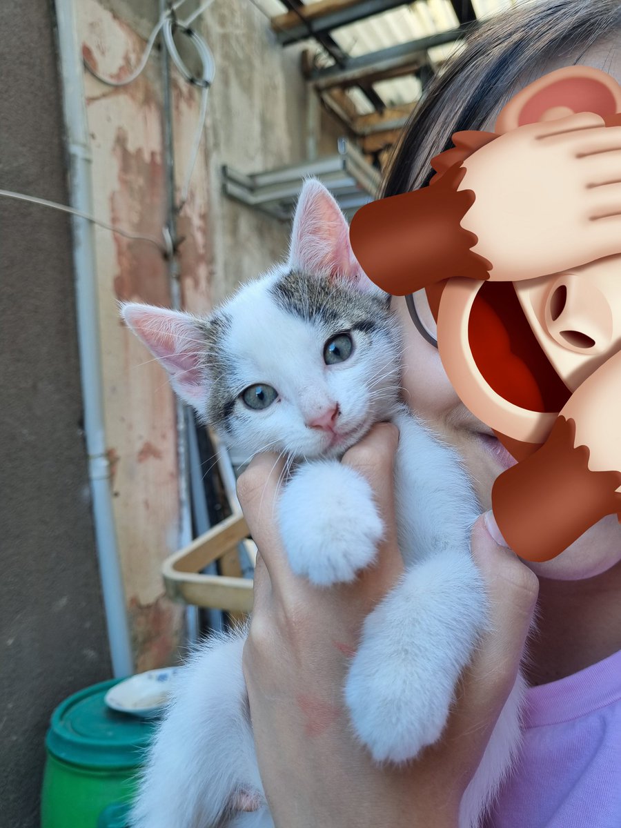 ahsen tweet media