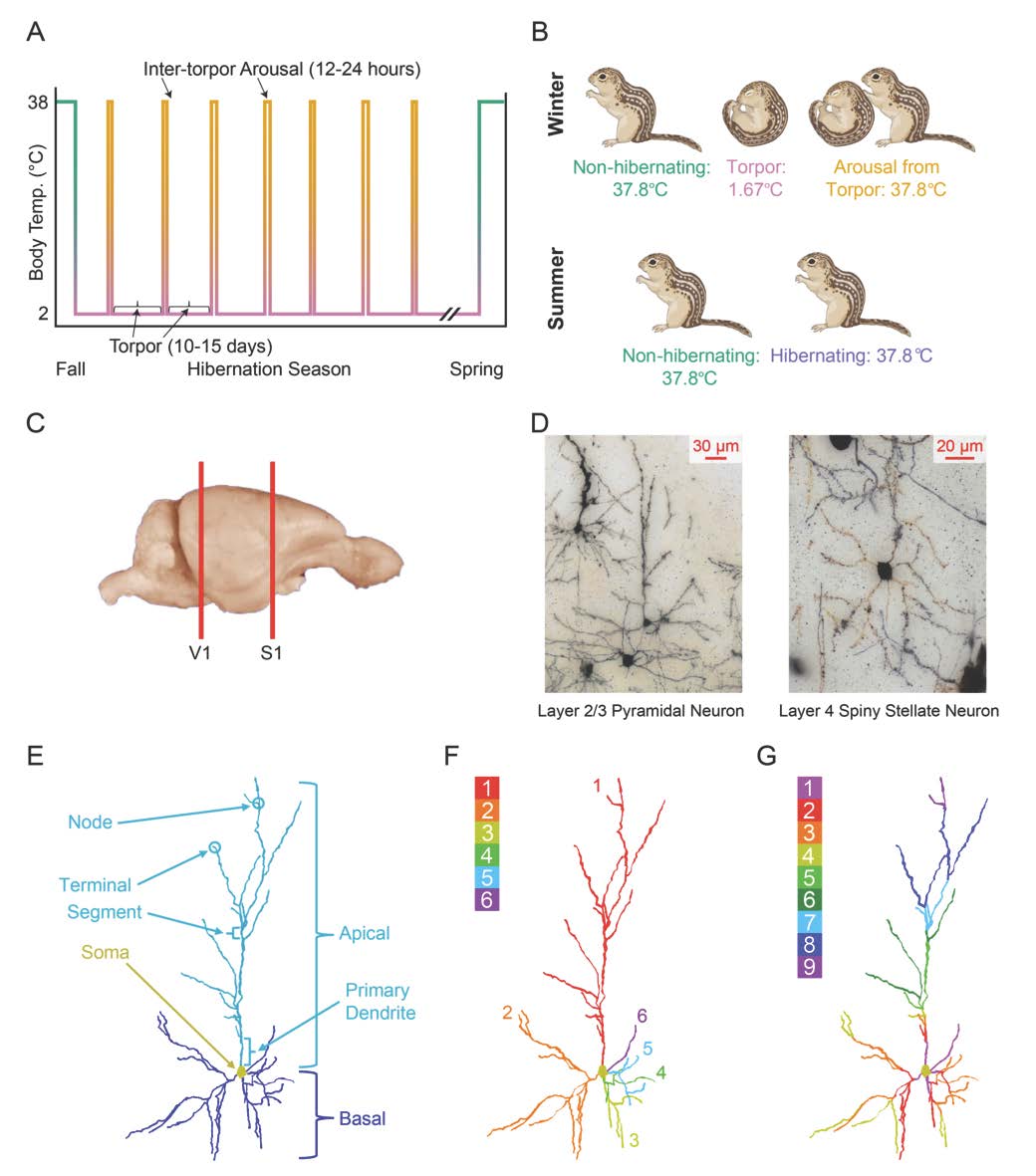 SfNJournals's tweet photo. New in #JNeurosci from Fultz et al: A neuron population in V1 undergoes rapid, dynamic structural changes during and after hibernation that may inform treatment development for conditions in which neuron function is lost or hindered, such as poststroke.
https://t.co/XAwxWEQS2T https://t.co/2mhliU5uTm
