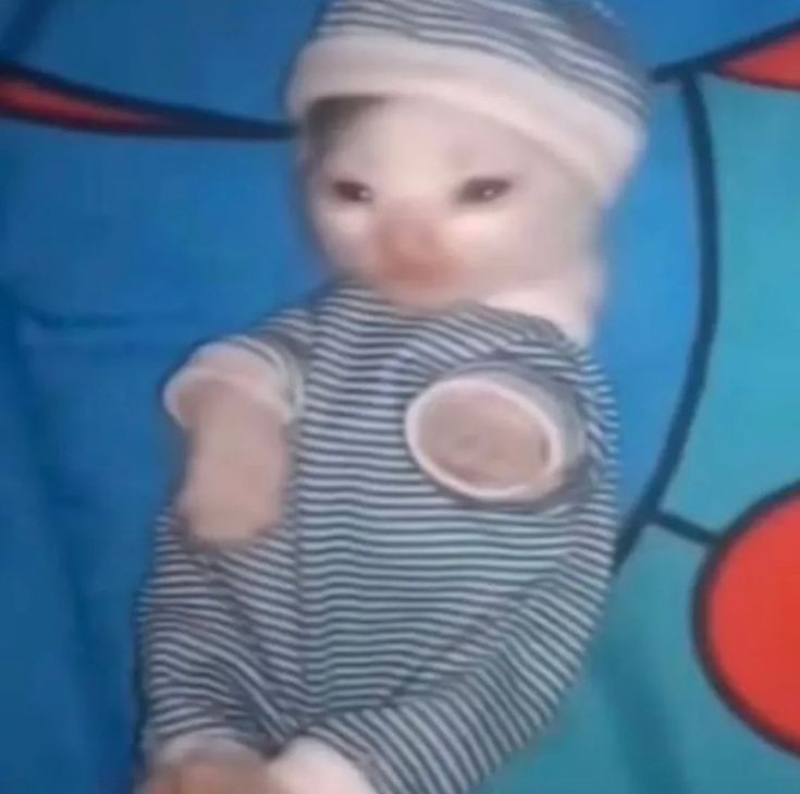 YerutiCat tweet media