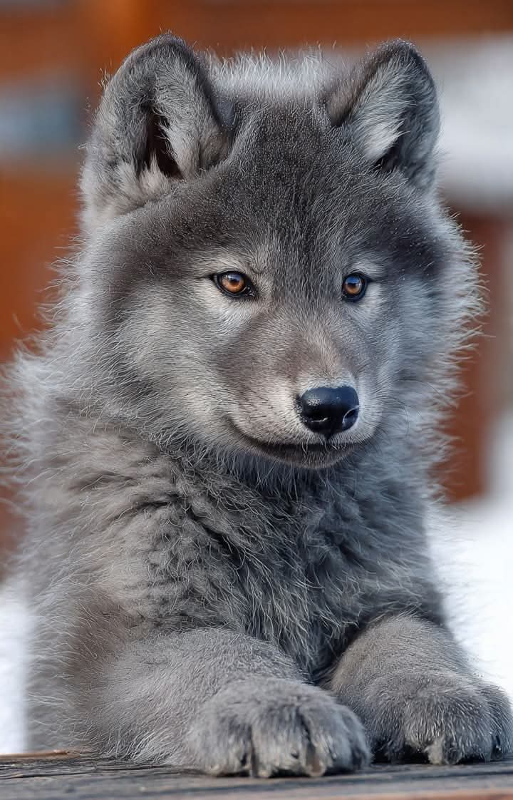 wolf_loverstown's tweet photo. Sent love ❣️
#WildWolves
#wolf #wolffamily #wolflover #WolfNature https://t.co/PyBgWSaioo
