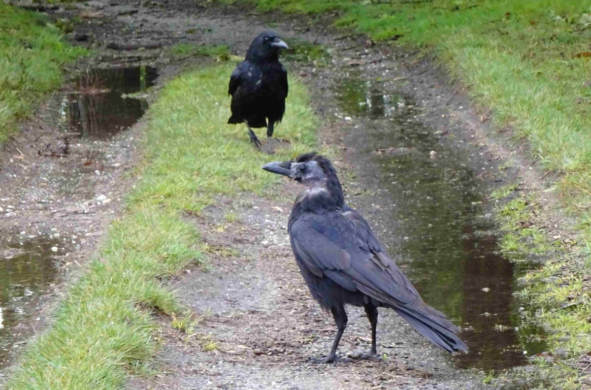 Flint T W I T T E R Crow tweet media