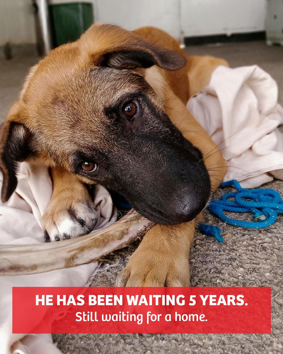 AnimalsLebanon's tweet photo. John has been 𝐖𝐀𝐈𝐓𝐈𝐍𝐆 𝐅𝐎𝐑 𝟓 𝐘𝐄𝐀𝐑𝐒.
5 years of watching other dogs leave while he stayed behind.

John is around 6 years old, healthy, and has spent most of his life in boarding after being rescued years ago in South Lebanon by a kind man and transferred into... https://t.co/VwFf413sSY