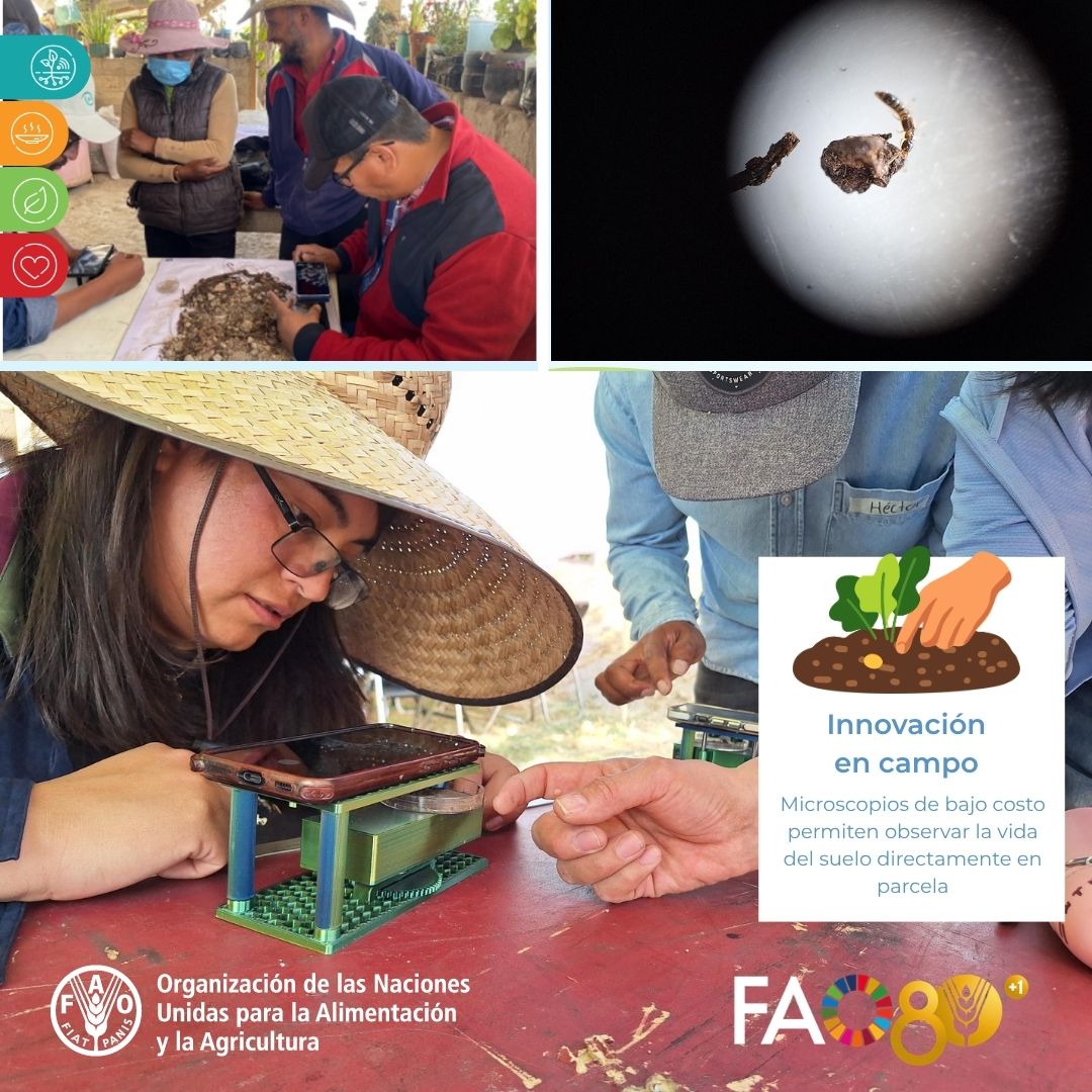 FAO México tweet media