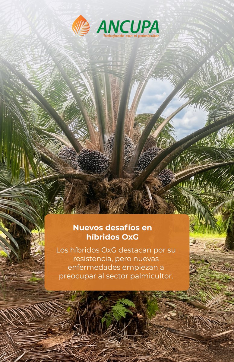ANCUPAEC's tweet photo. Los híbridos OxG destacan por su resistencia y productividad, pero nuevas enfermedades silenciosas podrían afectar su rendimiento y sostenibilidad, impulsando la necesidad de más investigación sanitaria en la palmicultura. https://t.co/nPGav0Fg8g