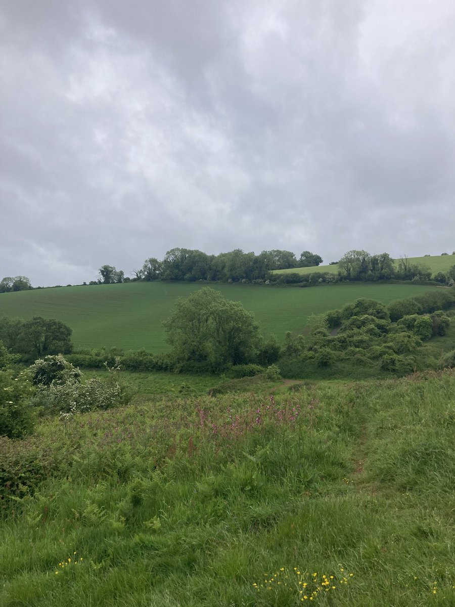 markrabailey's tweet photo. 3 Swift low over upper Cockington Valley this evening - wonderful to hear them calling - depressingly only the second time this spring of seeing a Torbay Swift https://t.co/ER4XI9fipo