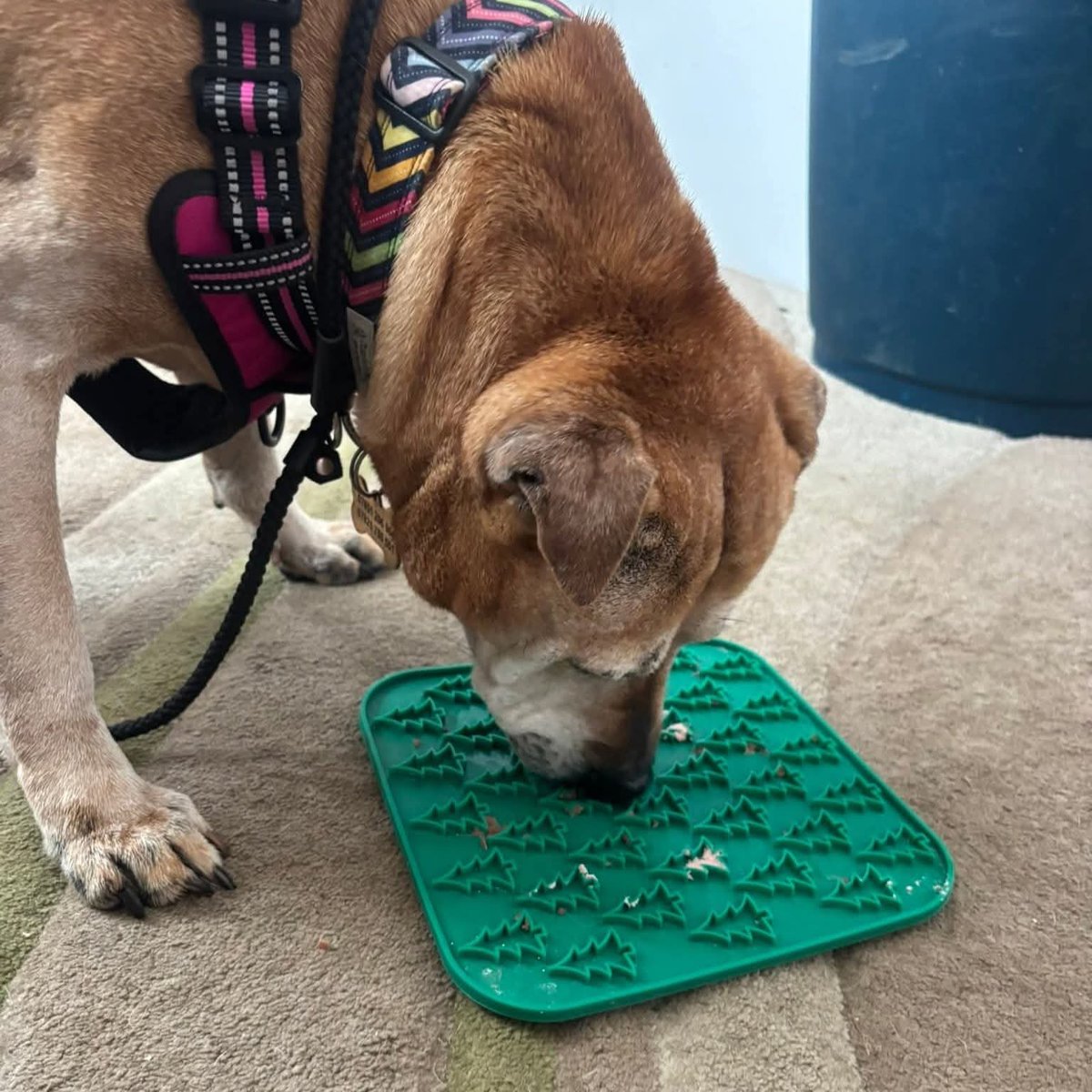 SeniorStaffy tweet picture