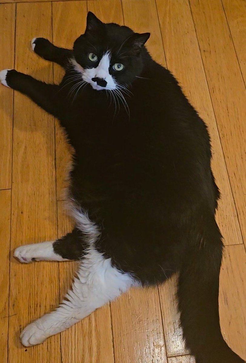 TuxCat2 tweet media