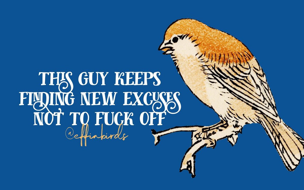 Effin' Birds tweet media