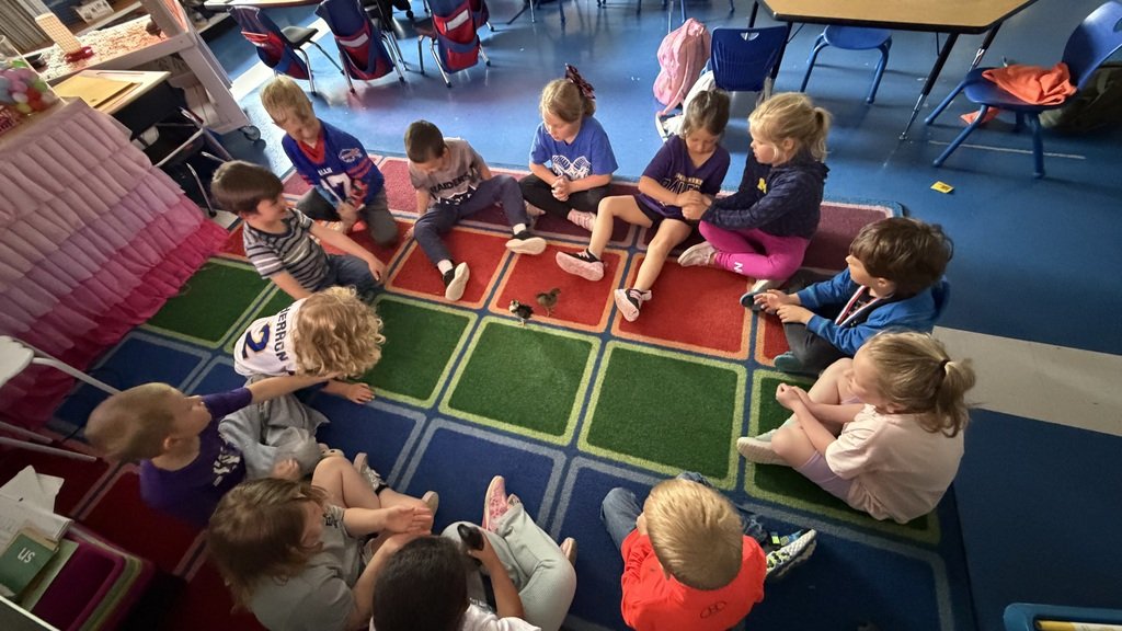 SESDRAMS's tweet photo. Miss Wood’s kindergarten class became parents to six chicks! For 21 days they talked about the life cycle of a chicken, how to incubate eggs, the role of a mother hen, and how to candle eggs. Thanks to generous donations from parents they got to watch the chicks hatch and grow. https://t.co/uwOOCWLqPe