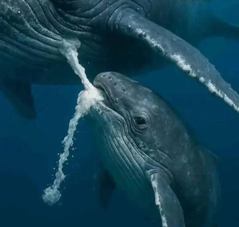 factitudes's tweet photo. Whale milk is extremely rich in fat—some species produce milk with over 35% fat content, compared to about 3–5% in human milk. It’s thick like toothpaste so it doesn’t dissolve quickly underwater, helping baby whales grow fast in the ocean. https://t.co/2FKNPmi83i