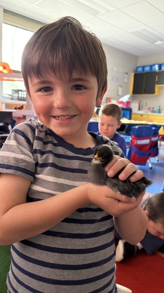 SESDRAMS's tweet photo. Miss Wood’s kindergarten class became parents to six chicks! For 21 days they talked about the life cycle of a chicken, how to incubate eggs, the role of a mother hen, and how to candle eggs. Thanks to generous donations from parents they got to watch the chicks hatch and grow. https://t.co/uwOOCWLqPe