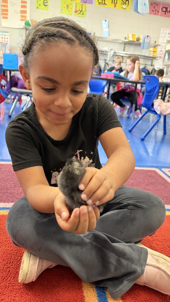 SESDRAMS's tweet photo. Miss Wood’s kindergarten class became parents to six chicks! For 21 days they talked about the life cycle of a chicken, how to incubate eggs, the role of a mother hen, and how to candle eggs. Thanks to generous donations from parents they got to watch the chicks hatch and grow. https://t.co/uwOOCWLqPe