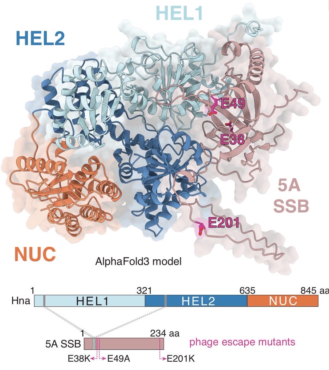 davidwtaylorjr's tweet photo. Great work by graduate student Matt Hooper @TexasScience @ut_mbs showing how phage proteins activate the Hna system for antiviral defense in bacteria! Another awesome collaboration with @IlyaFinkelstein and his group! https://t.co/kLG63xlpla https://t.co/qbwoEGjoC8