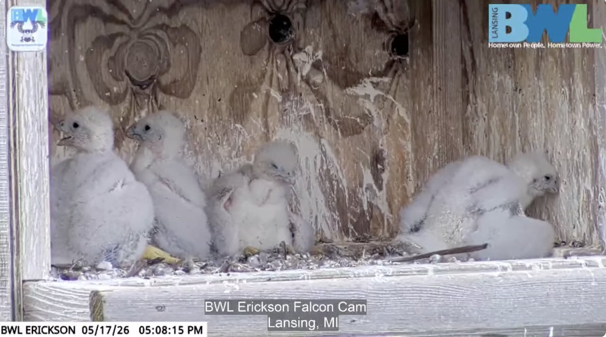 BWLComm's tweet photo. If you haven't tuned in recently, these babies are growing fast! We had one successful egg at Eckert and four at Erickson this year for a total of five falcons added to the population. You can check them out https://t.co/doaDIp0nli. https://t.co/lrZQwk9c8N