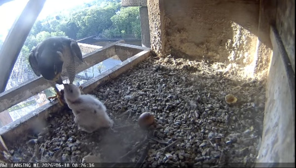 BWLComm's tweet photo. If you haven't tuned in recently, these babies are growing fast! We had one successful egg at Eckert and four at Erickson this year for a total of five falcons added to the population. You can check them out https://t.co/doaDIp0nli. https://t.co/lrZQwk9c8N