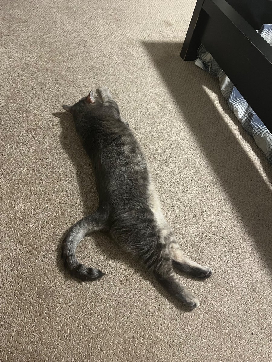 greenbeak5's tweet photo. recent critter moments ft. scoop and bonge https://t.co/MSaZcImhad