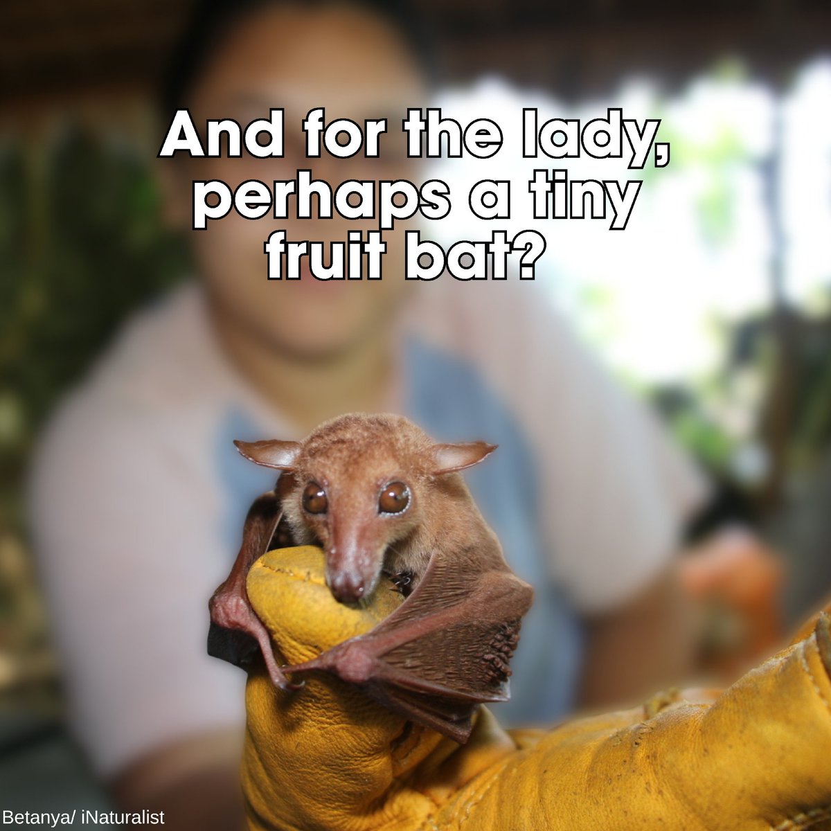 Bat Conservation International tweet media