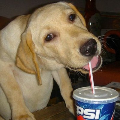 XtineFang's tweet photo. my investment advisors this cycle
- a dog
- a girl
- a robot
- a labubu https://t.co/2zbQAsvJkE