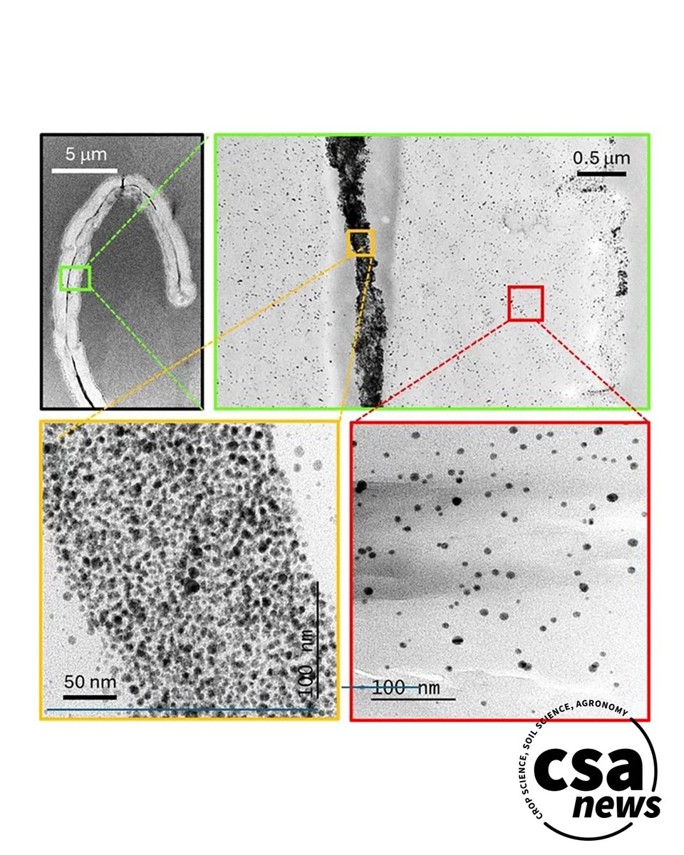 ASA_CSSA_SSSA's tweet photo. Could immature cotton be a secret weapon against superbugs? Scientists identified "flawed" fibers can naturally host silver nanoparticles, killing 99.99% of antibiotic-resistant pathogens. 📖: https://t.co/NkXwDuS2Iq
#Nanotechnology #SustainableTech #SilverNanoparticles https://t.co/kLkBNaiOY2