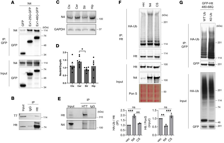 NMNeurology's tweet photo. 🚨New Publication Alert🚨

“Ubiquitin ligase Nedd4 regulates the abundance and toxicity of mutant huntingtin”

@DimitriKrainc, MD, PhD, was a co-author of the study published in @JCI_insight: https://t.co/D78BhCER2v https://t.co/mG9bpCNdFe