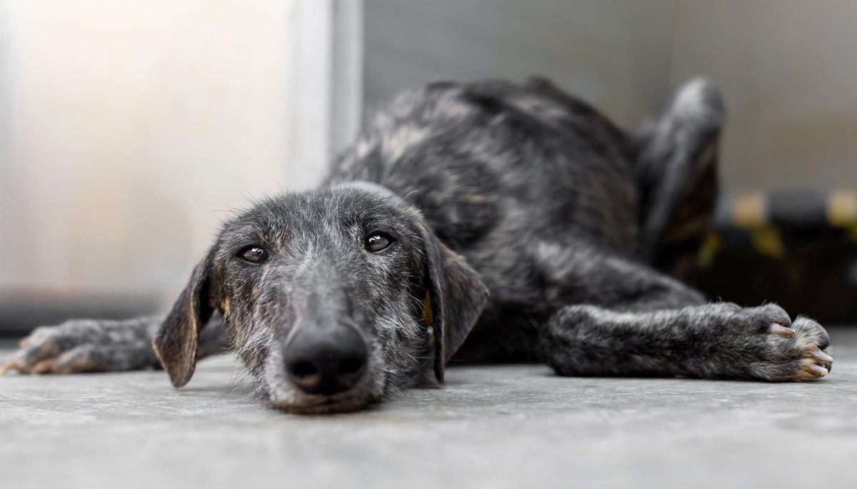 Galgos del Sol tweet media