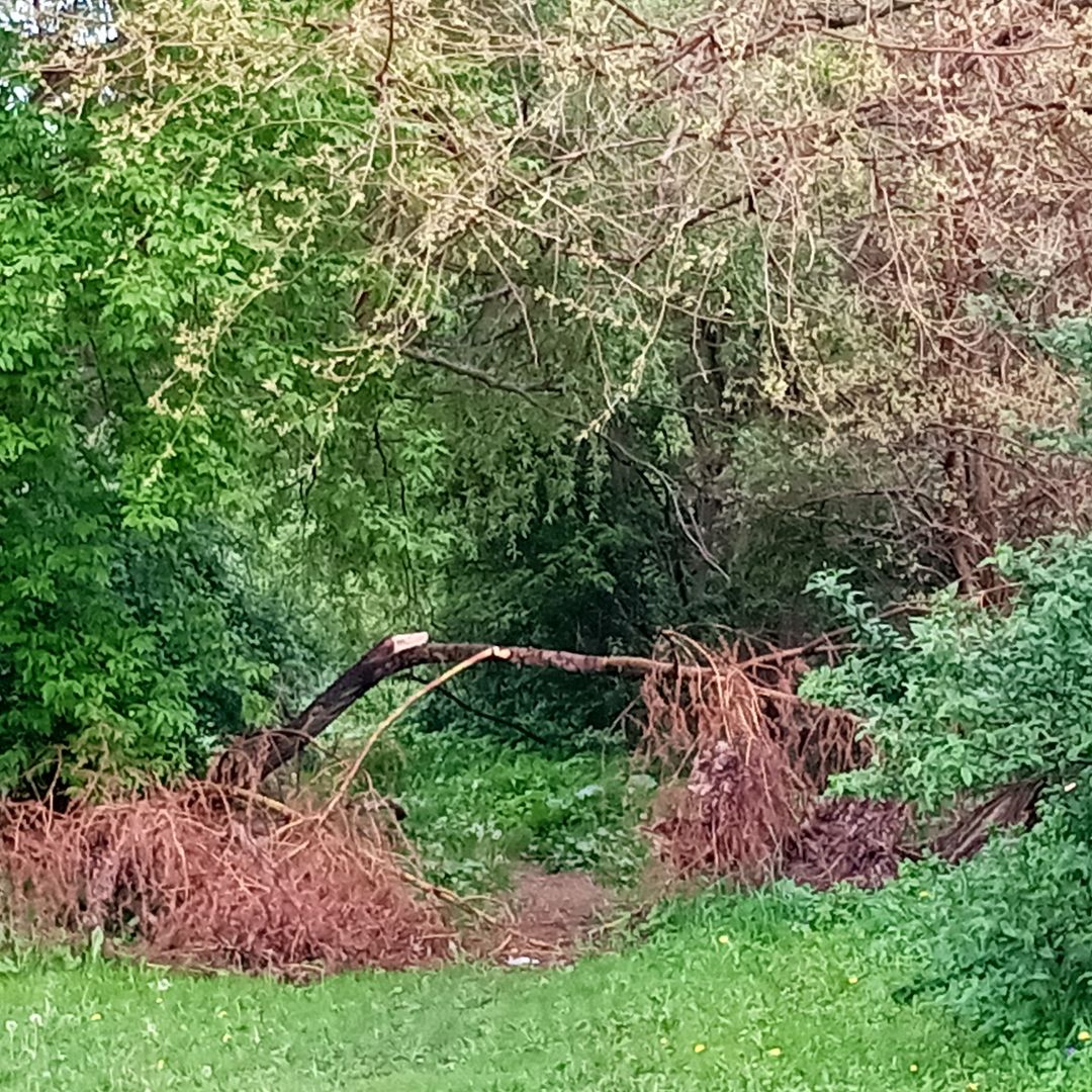 writerinturmoil's tweet photo. Finally felt well enough to go on a merry walk.

#originalphotography #photography #originalphoto #photo #naturephotography #naturephoto #park #creek #duck #trees #spring #wisconsin #may2026 https://t.co/qhxwL8emYI