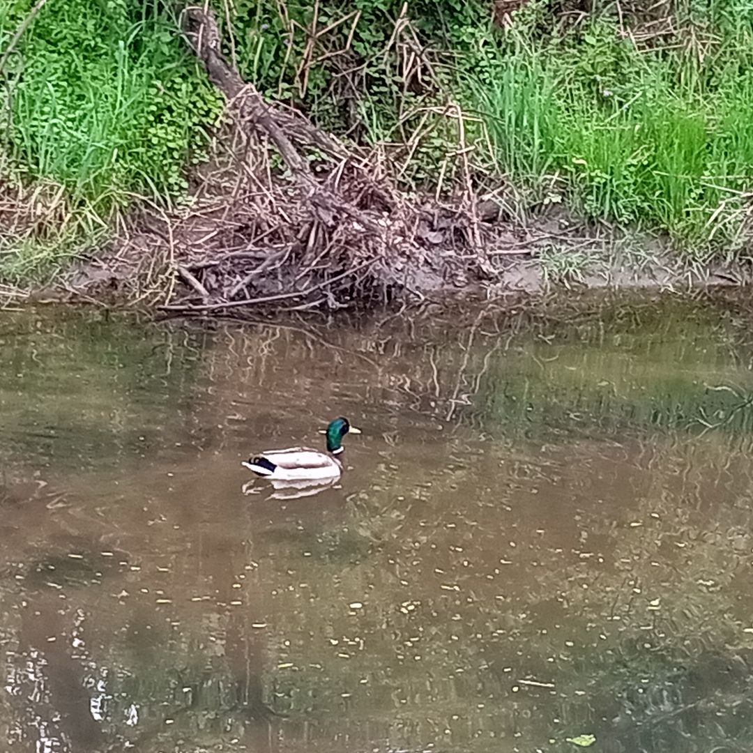 writerinturmoil's tweet photo. Finally felt well enough to go on a merry walk.

#originalphotography #photography #originalphoto #photo #naturephotography #naturephoto #park #creek #duck #trees #spring #wisconsin #may2026 https://t.co/qhxwL8emYI