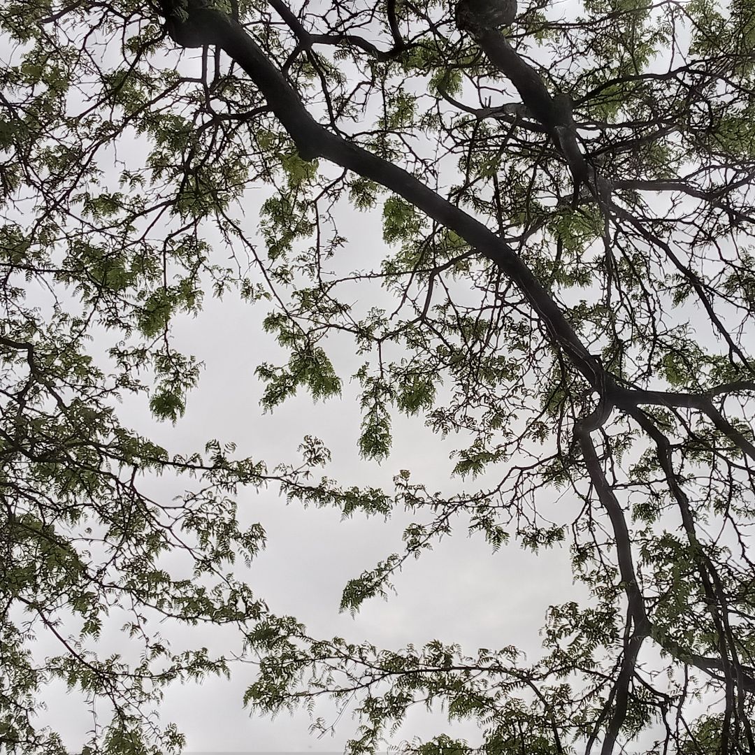 writerinturmoil's tweet photo. Finally felt well enough to go on a merry walk.

#originalphotography #photography #originalphoto #photo #naturephotography #naturephoto #park #creek #duck #trees #spring #wisconsin #may2026 https://t.co/qhxwL8emYI