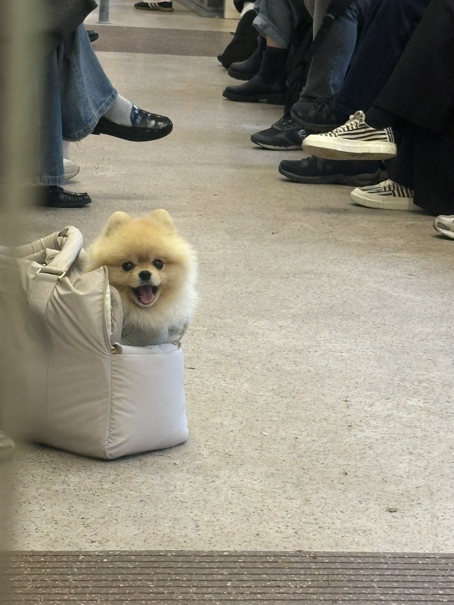 HefanStill's tweet photo. dog on the train the other day https://t.co/nV7ciAPdCH