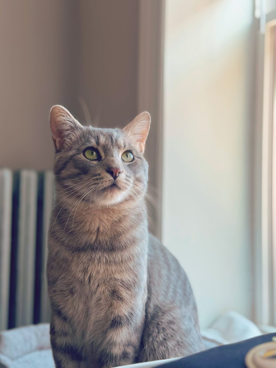 Tree House Humane Society tweet media