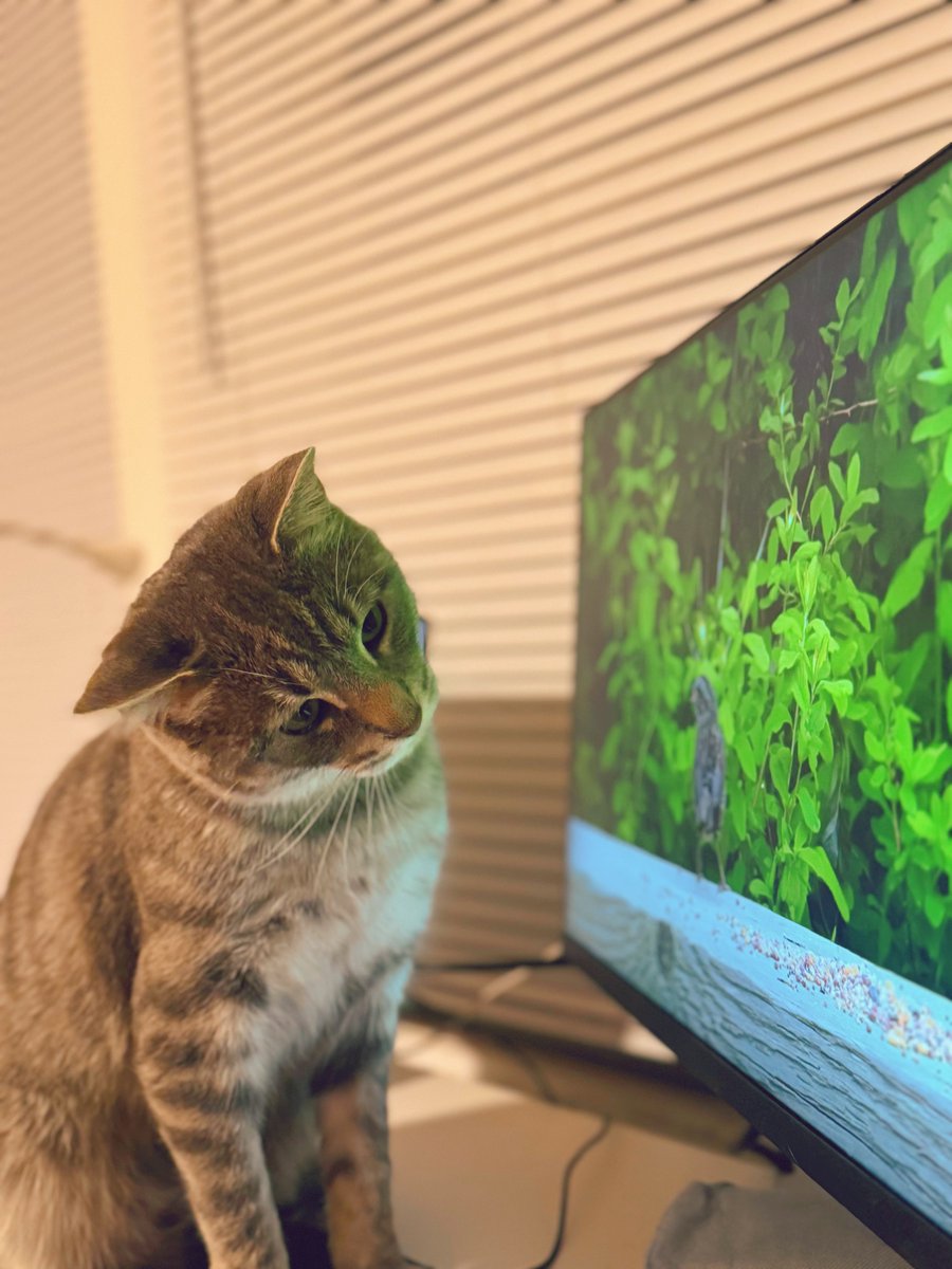 Tree House Humane Society tweet media